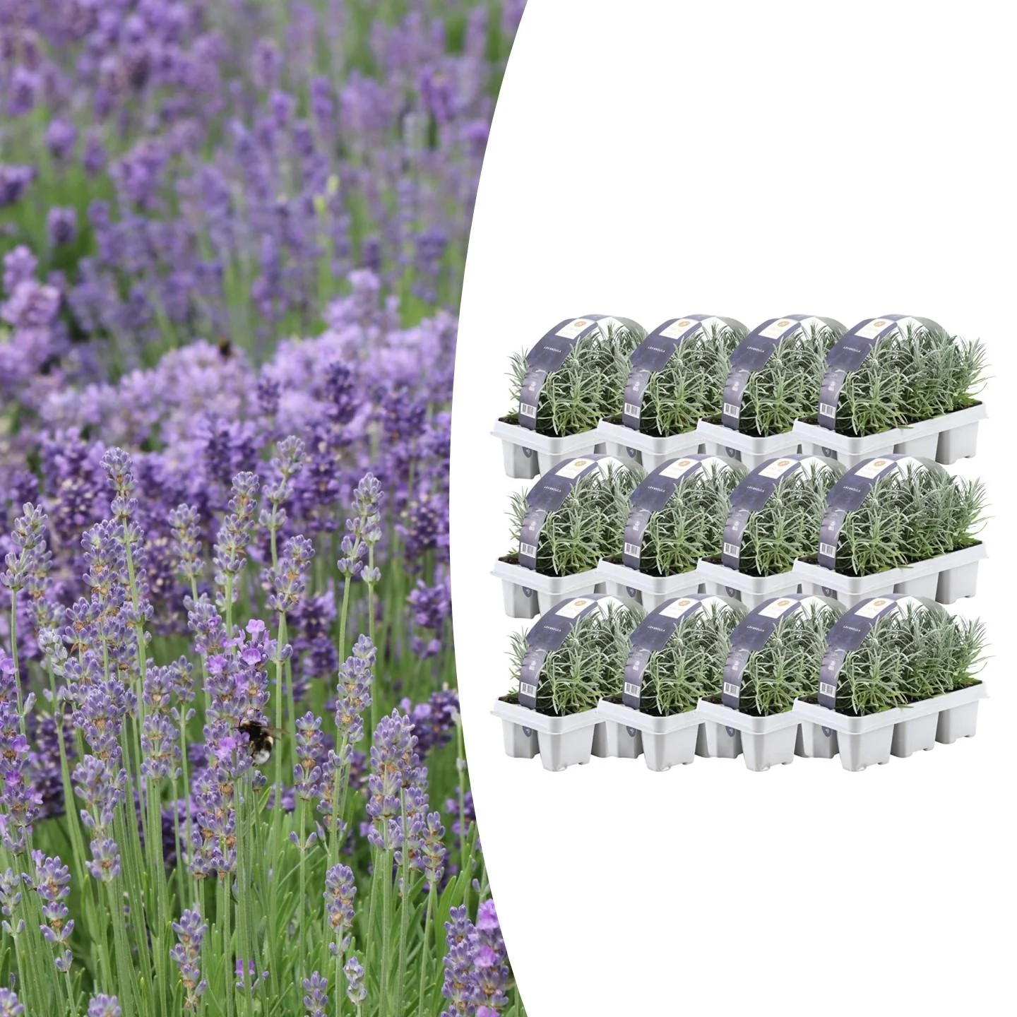 Echter Lavendel (Lavendel angustifolia)