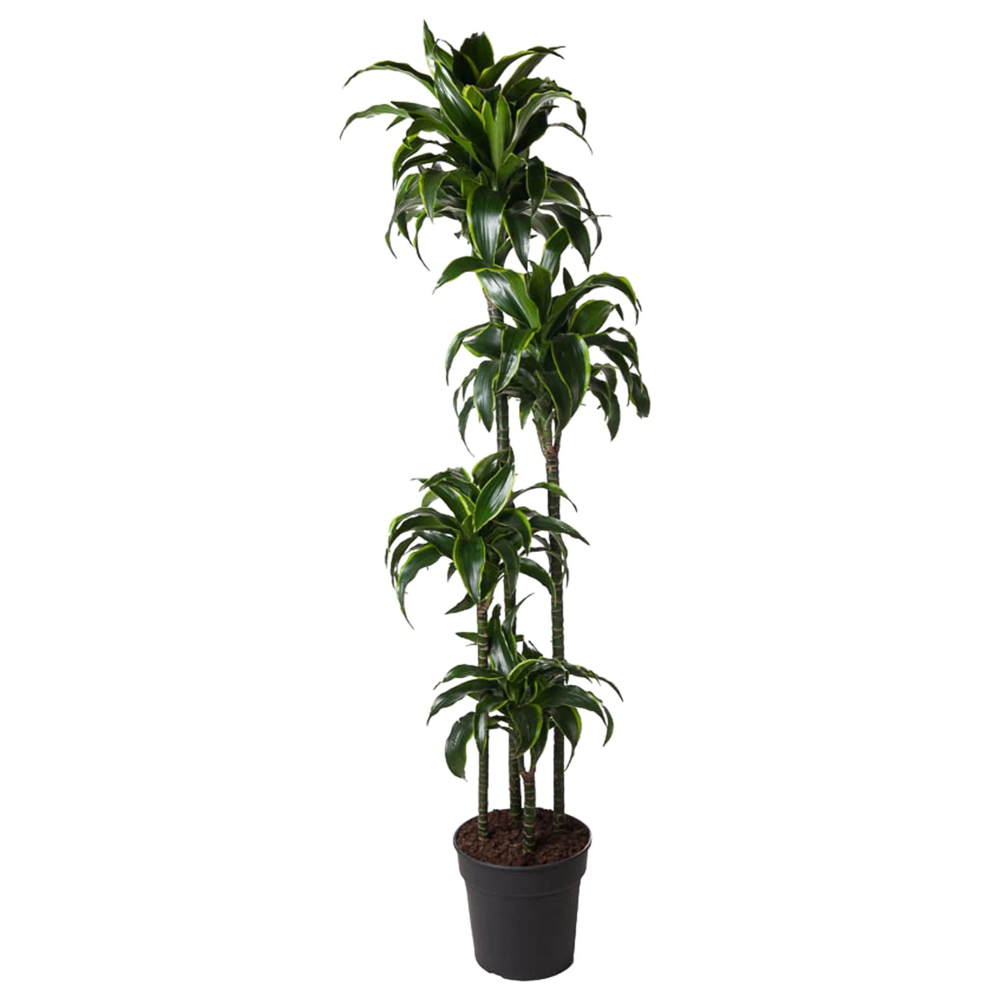 Dracaena Dorado – edle Zimmerpflanze