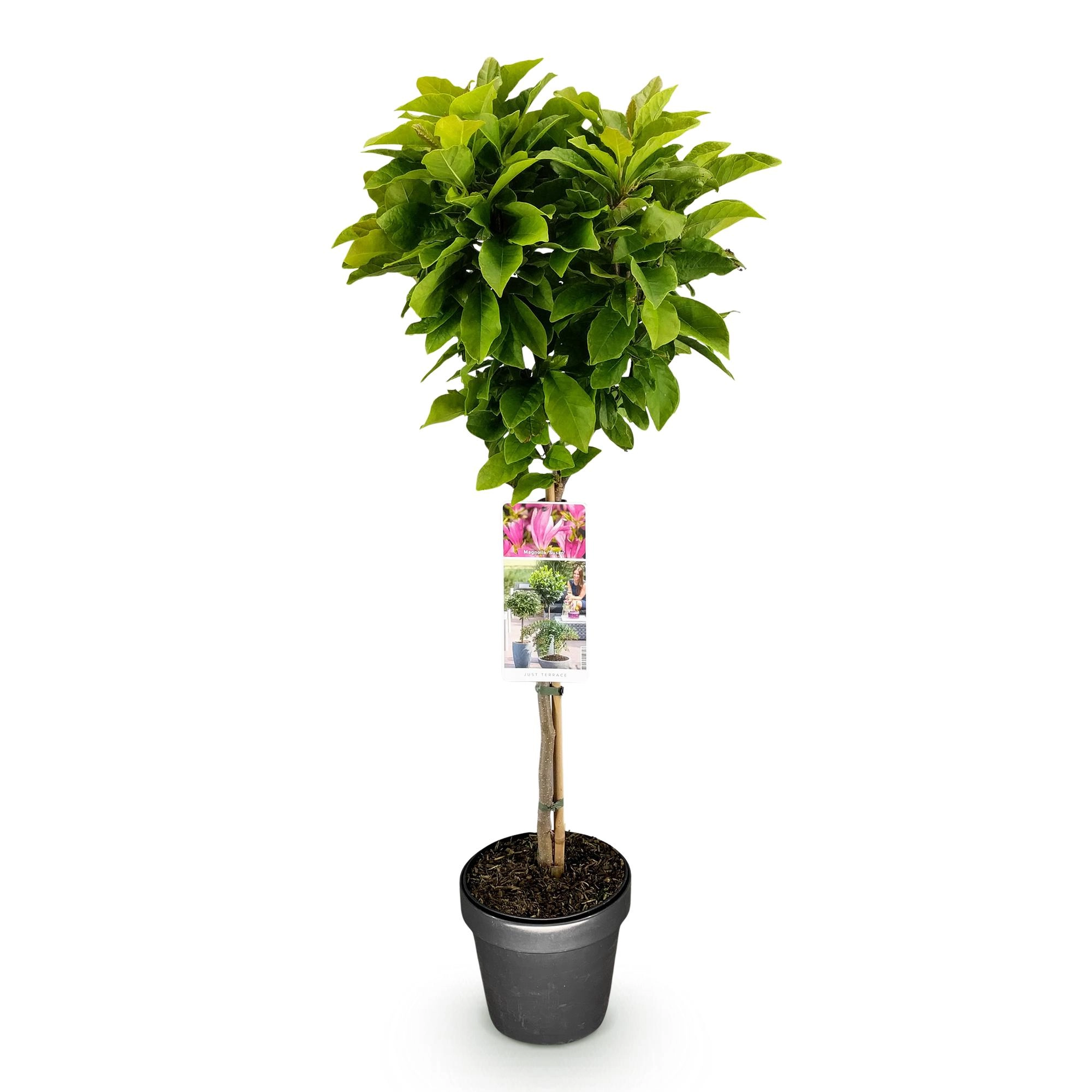 Magnolia Susan