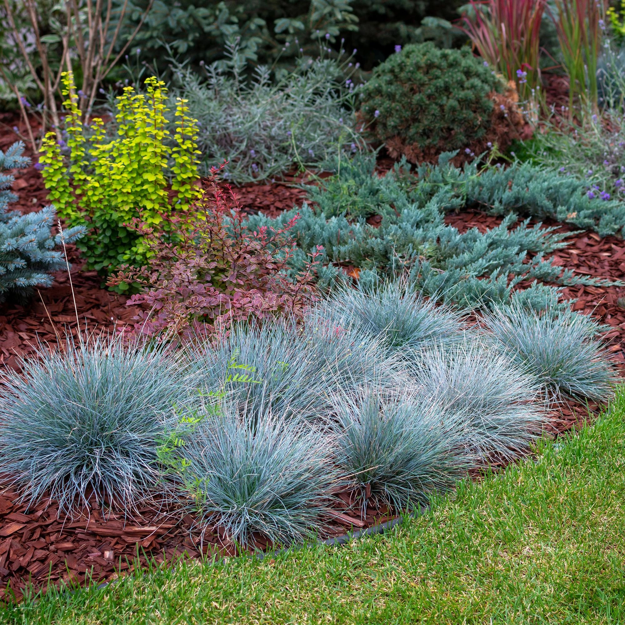 Ziergräser - Festuca glauca Intense Blue - Blau - 4 Pflanzen - Immergrün - Wenig Pflege - Topf 17cm Höhe 50cm