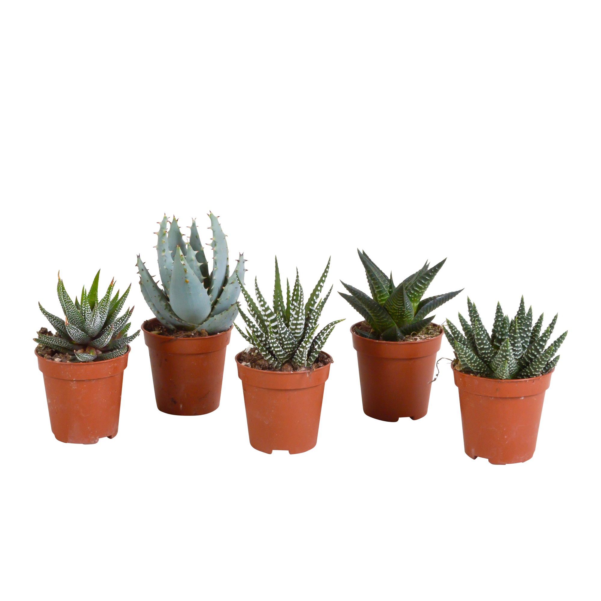 Exklusive Mischung aus Gasterias und Haworthias