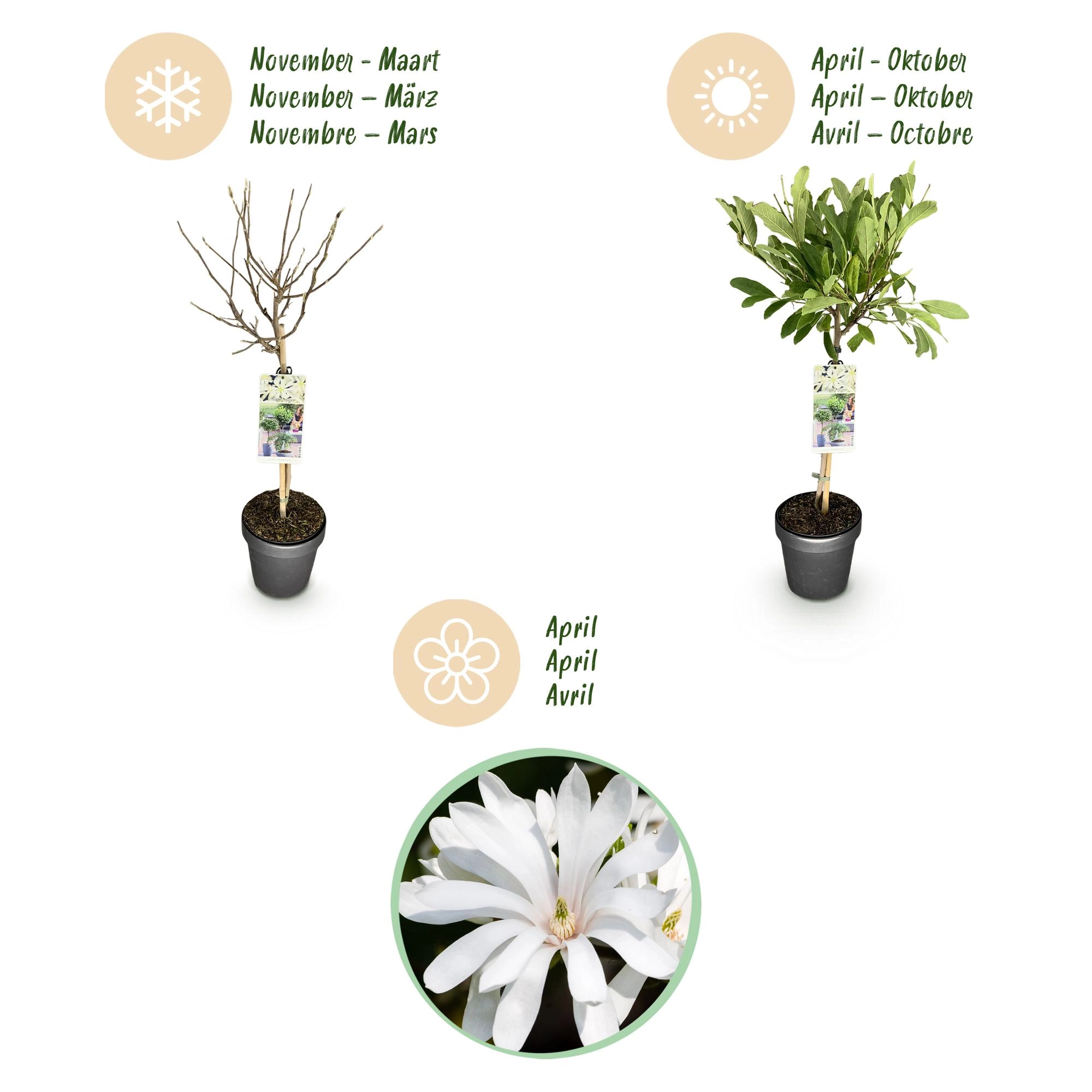 Magnolia stellata - Sternebäumchen