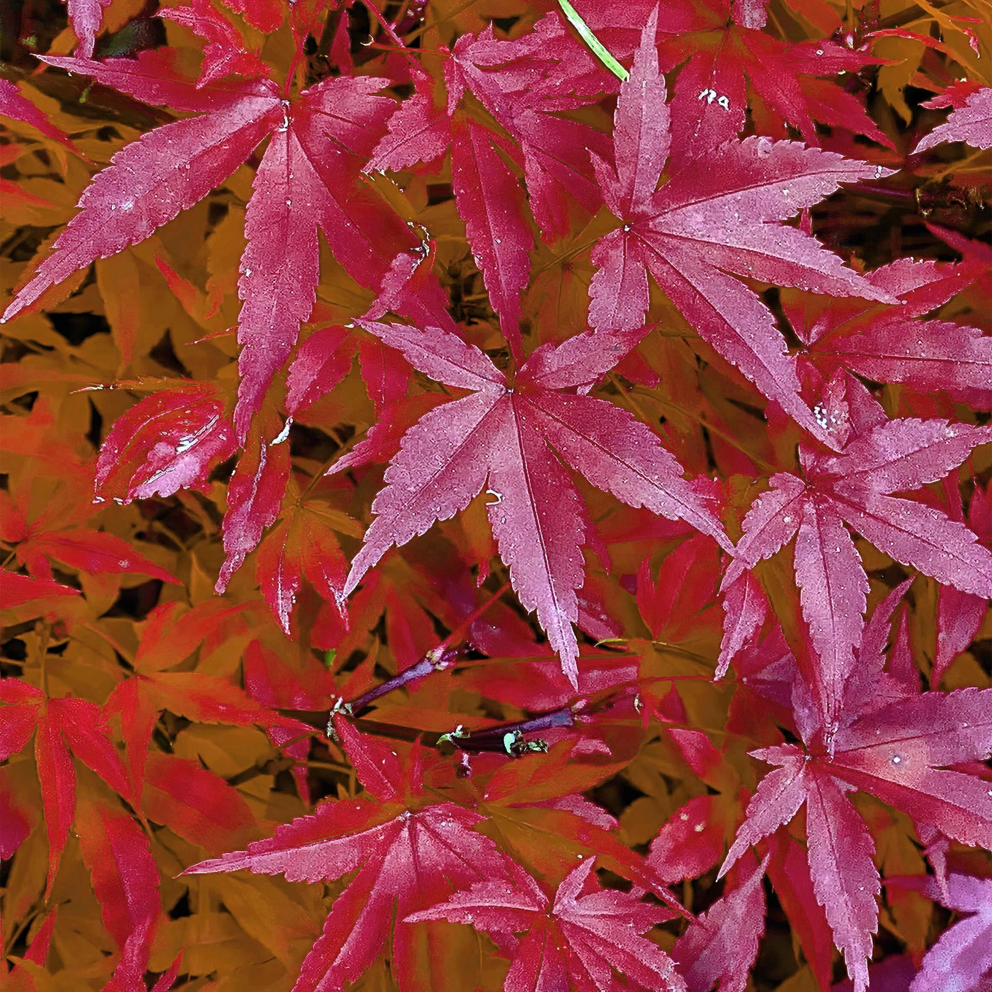 Balkonpflanze - Japanischer Ahorn - Acer palmatum Pink Dwarf - Rosa - 1 Pflanze - Laubabwerfend - Topf 19cm Höhe 70cm