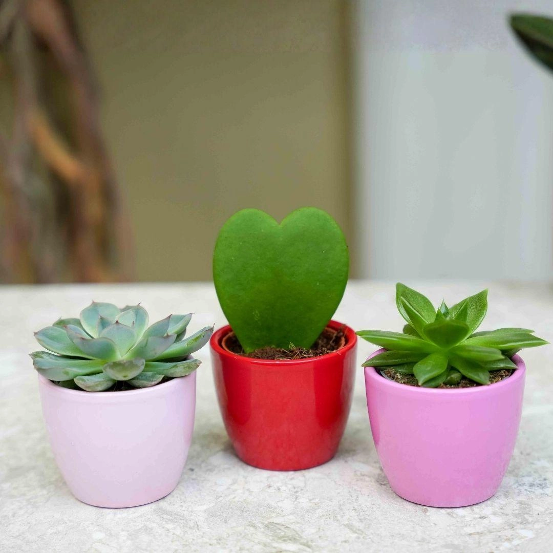 Mini Pflanzen-Set – 3× Hoya Herzblatt in Deko-Töpfen