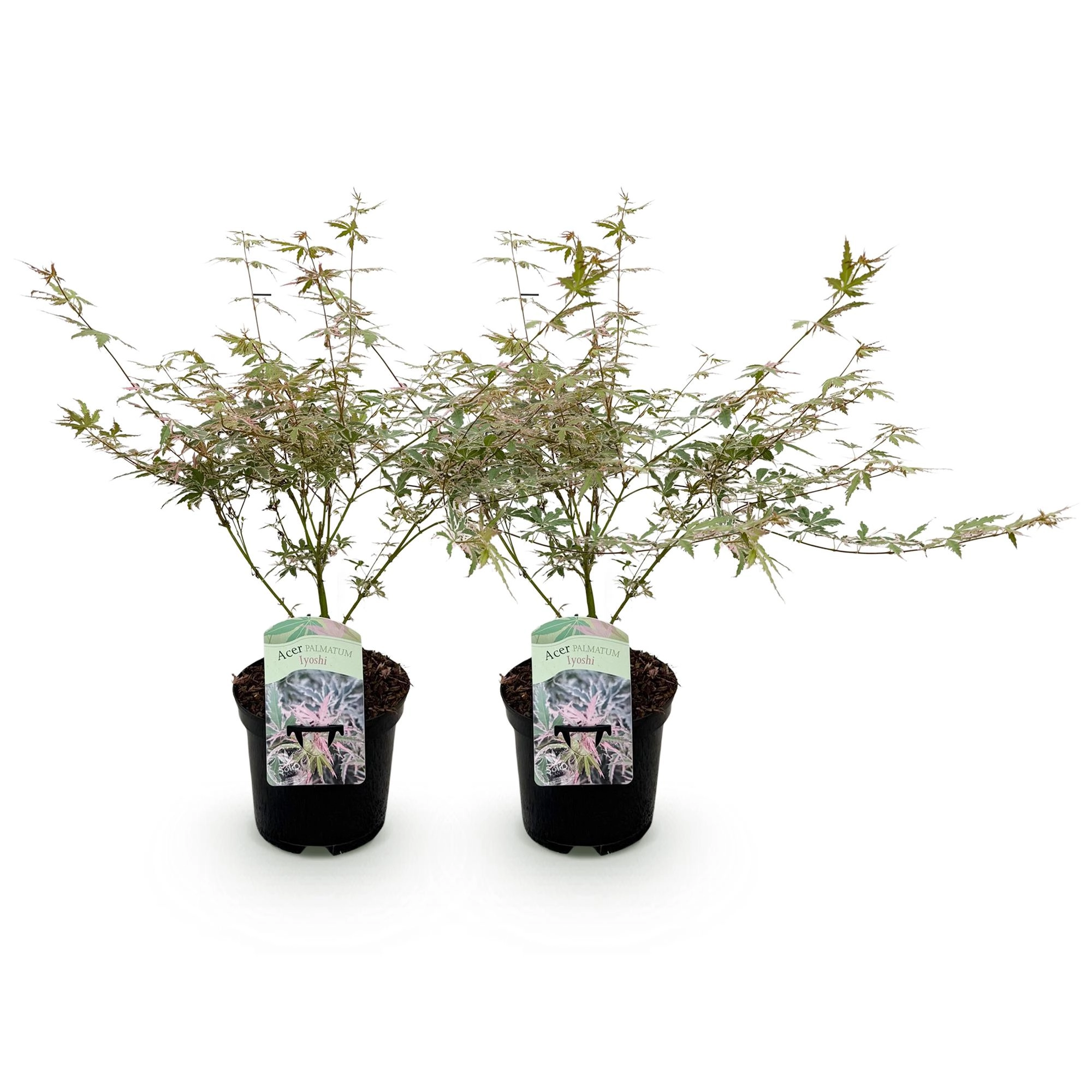 Balkonpflanze - Japanischer Ahorn - Acer palmatum Iyoshi - Rosa - 2 Pflanzen - Laubabwerfend - Topf 19cm Höhe 70cm