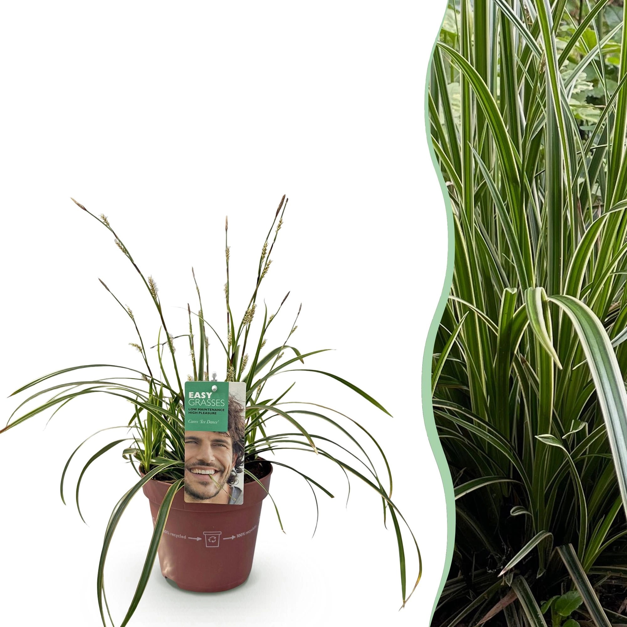 Carex morrowii Ice Dance