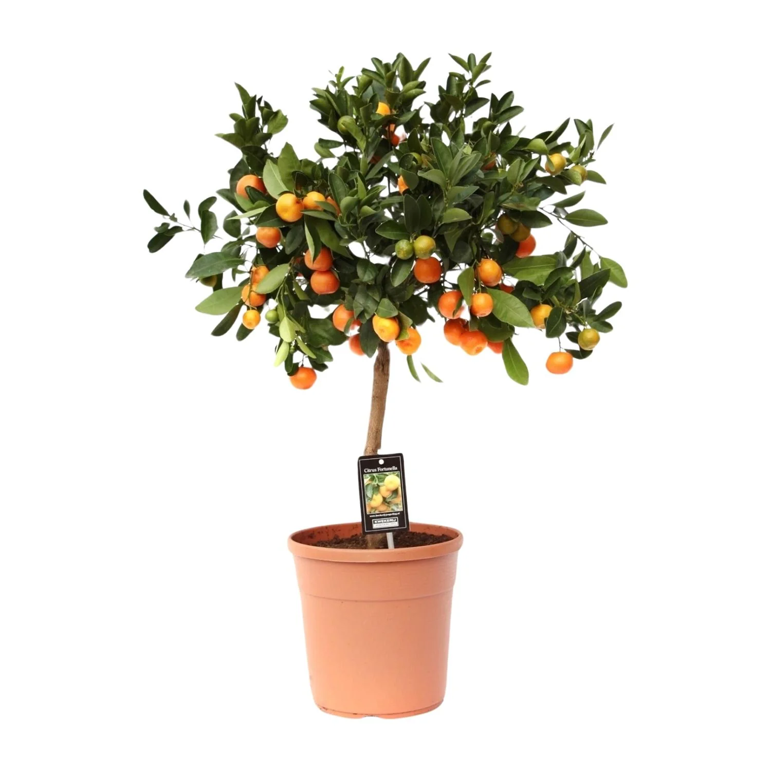 Citrus Calamondin