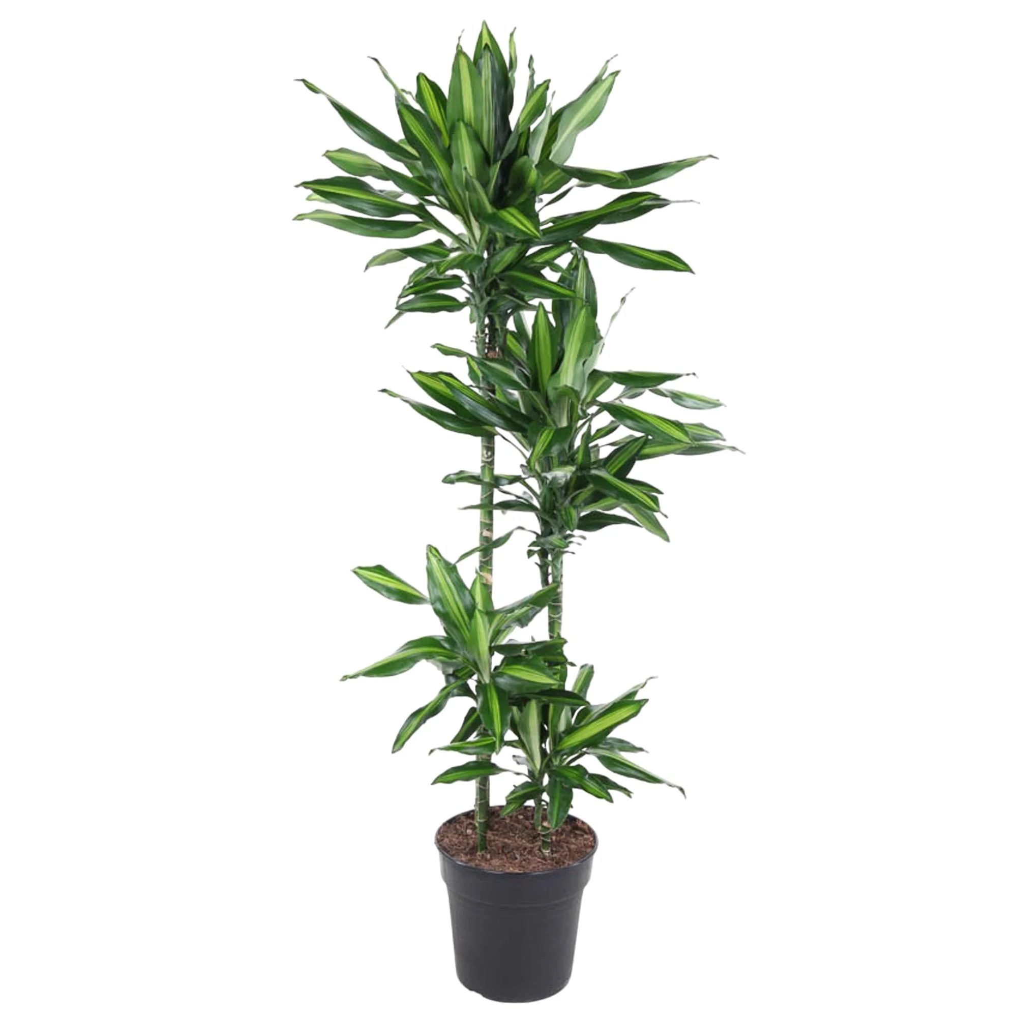 Dracaena Cintho – Pflegeleichte Zimmerpflanze