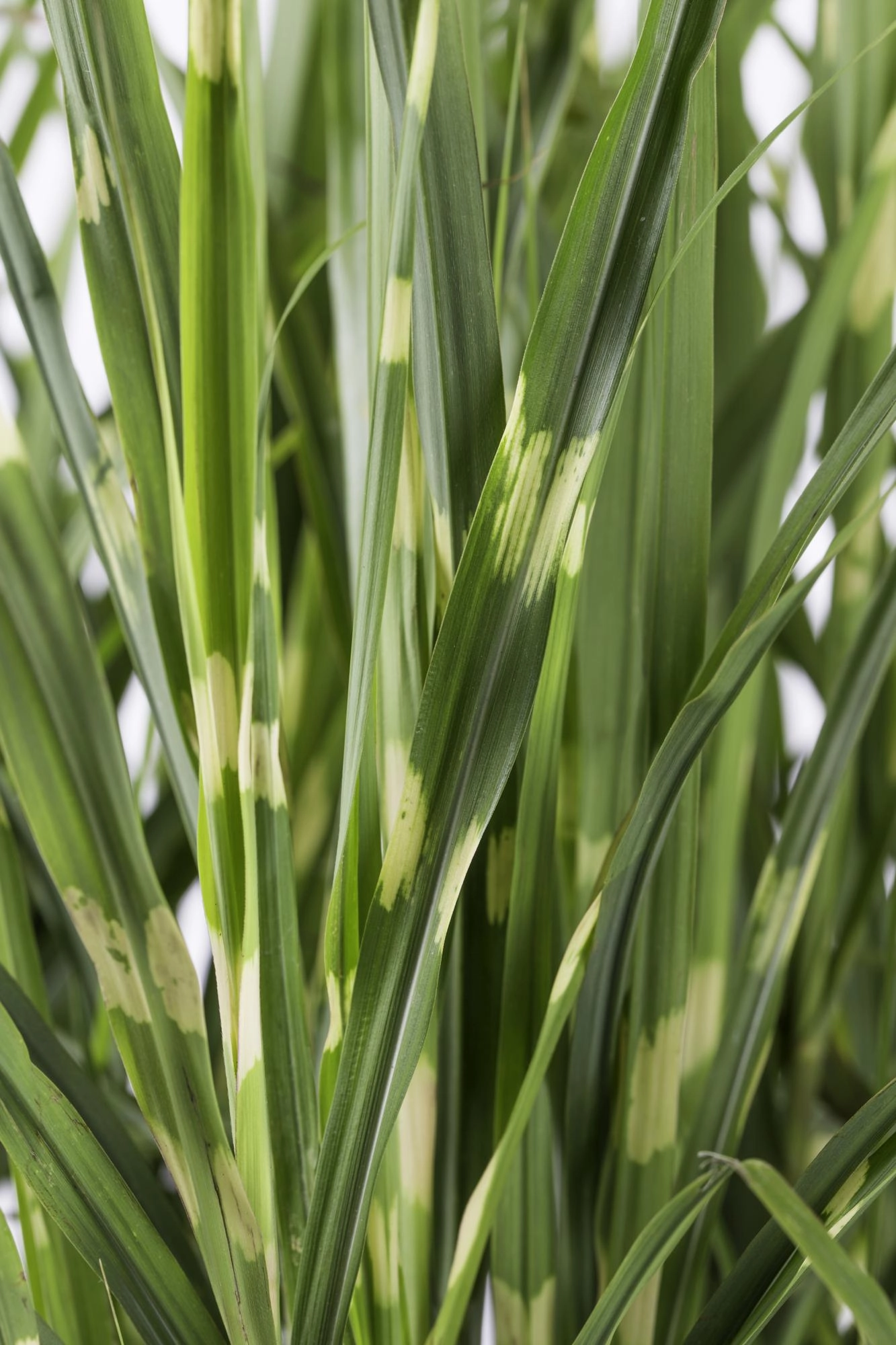 Miscanthus sinensis Strictus (Zebra-Gras)