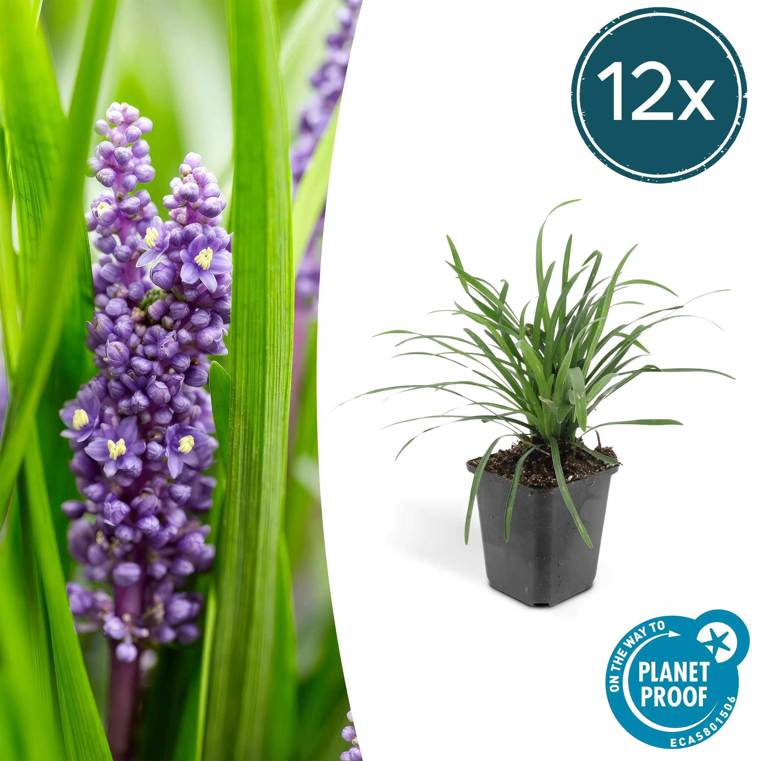 Liriope muscari 'Moneymaker'