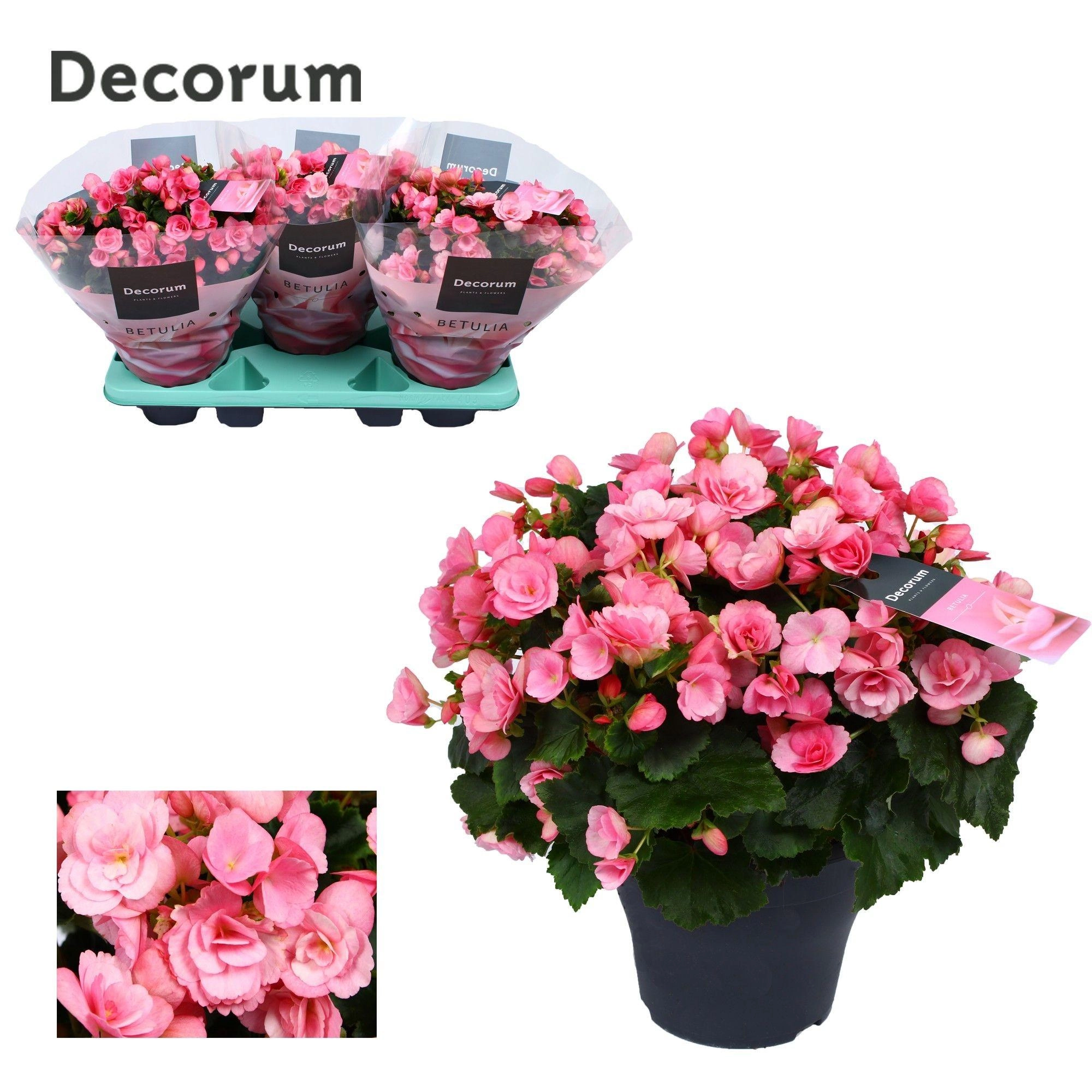 Begonia Betulia "Candy" Rosa