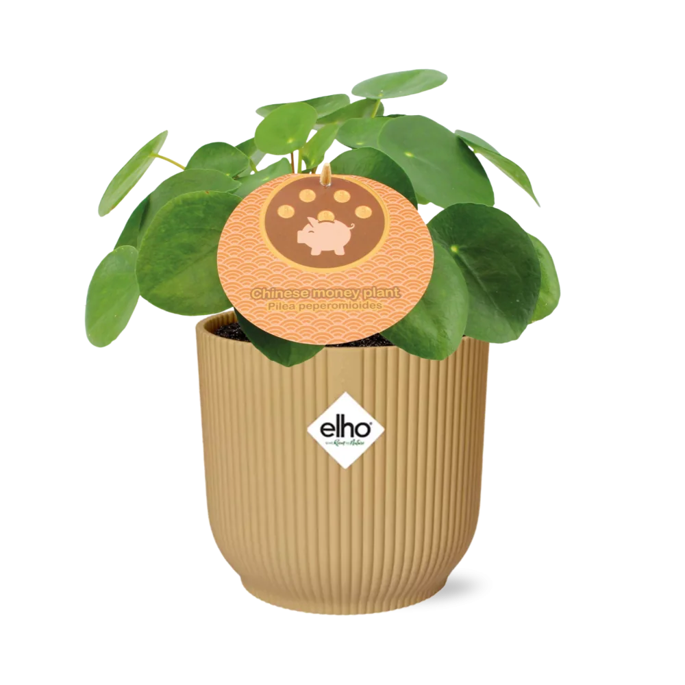 Aluminium-Pflanze – Artillerie-Pflanze