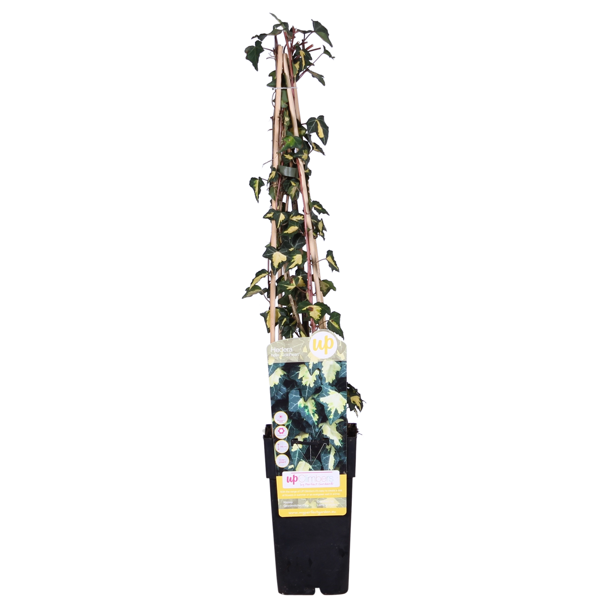 4x - Hedera helix Goldheart - ↨65cm - Ø15 Bild 2