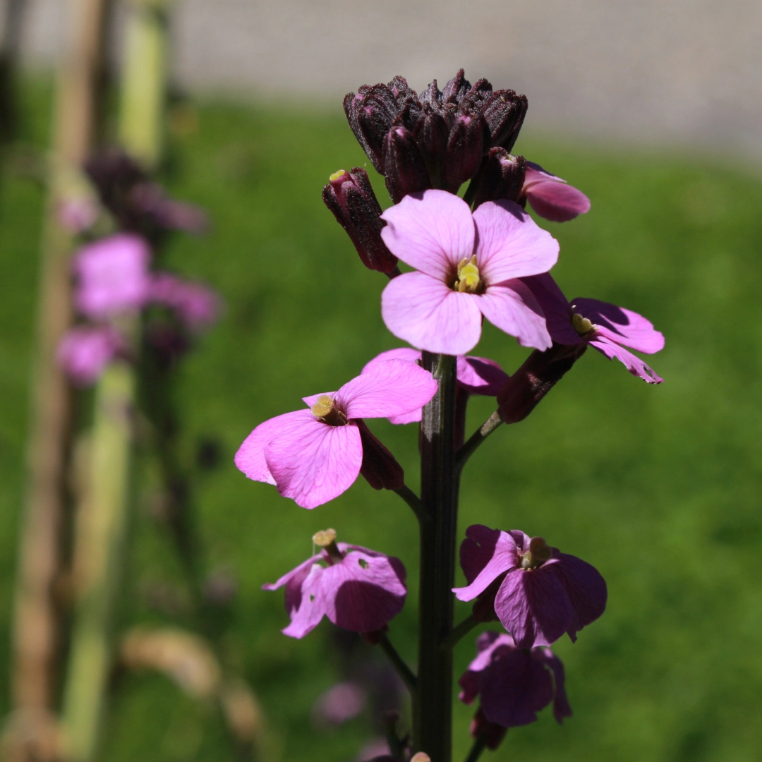 Erysimum ‘Bowles’ Mauve’