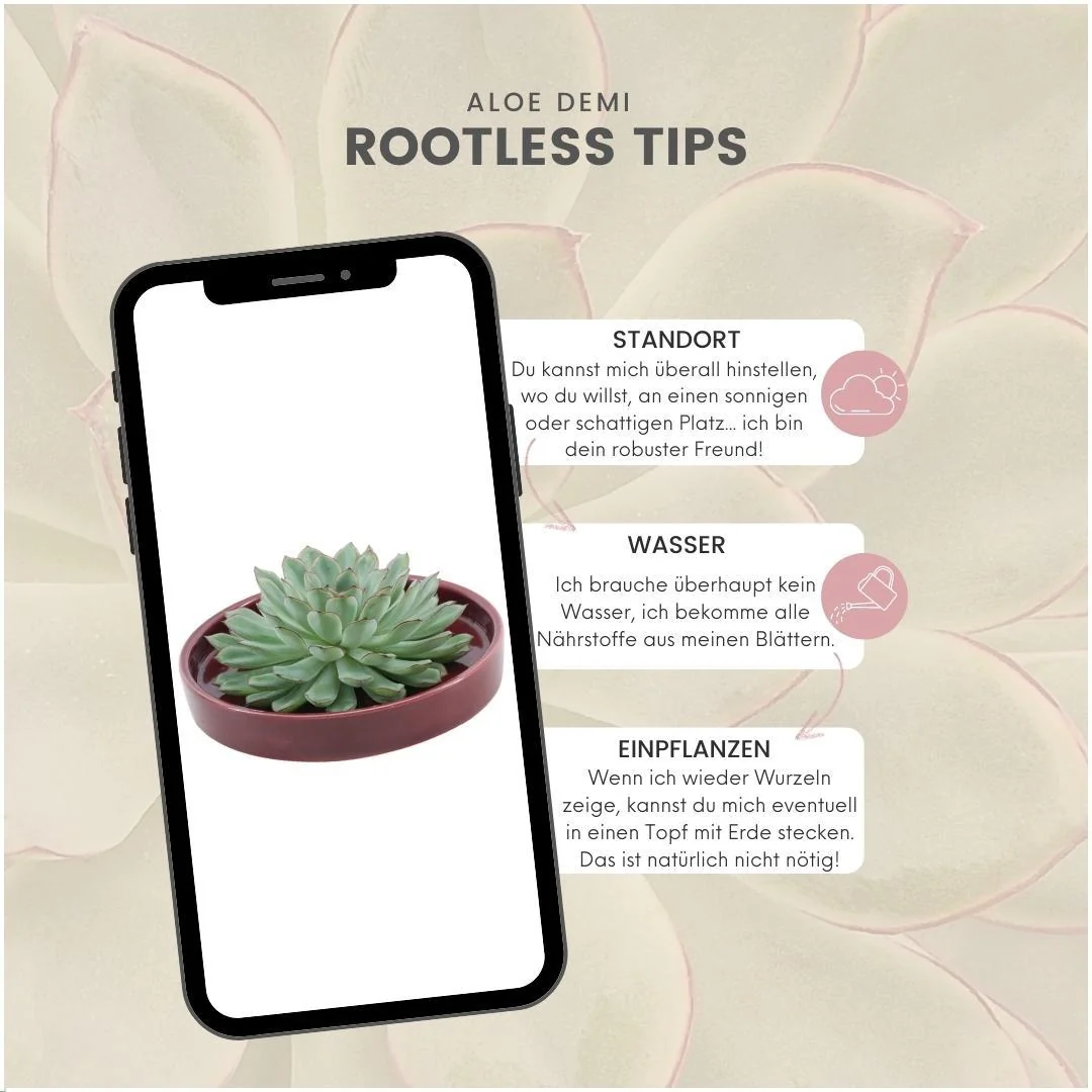 Echeveria Pulidonis - Wurzellose Sukkulente Bild 12