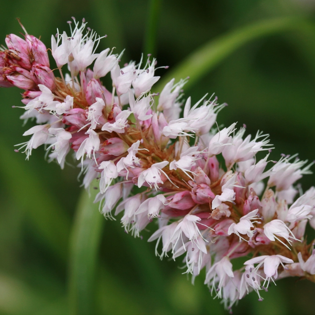 Persicaria affinis ‘Superba’