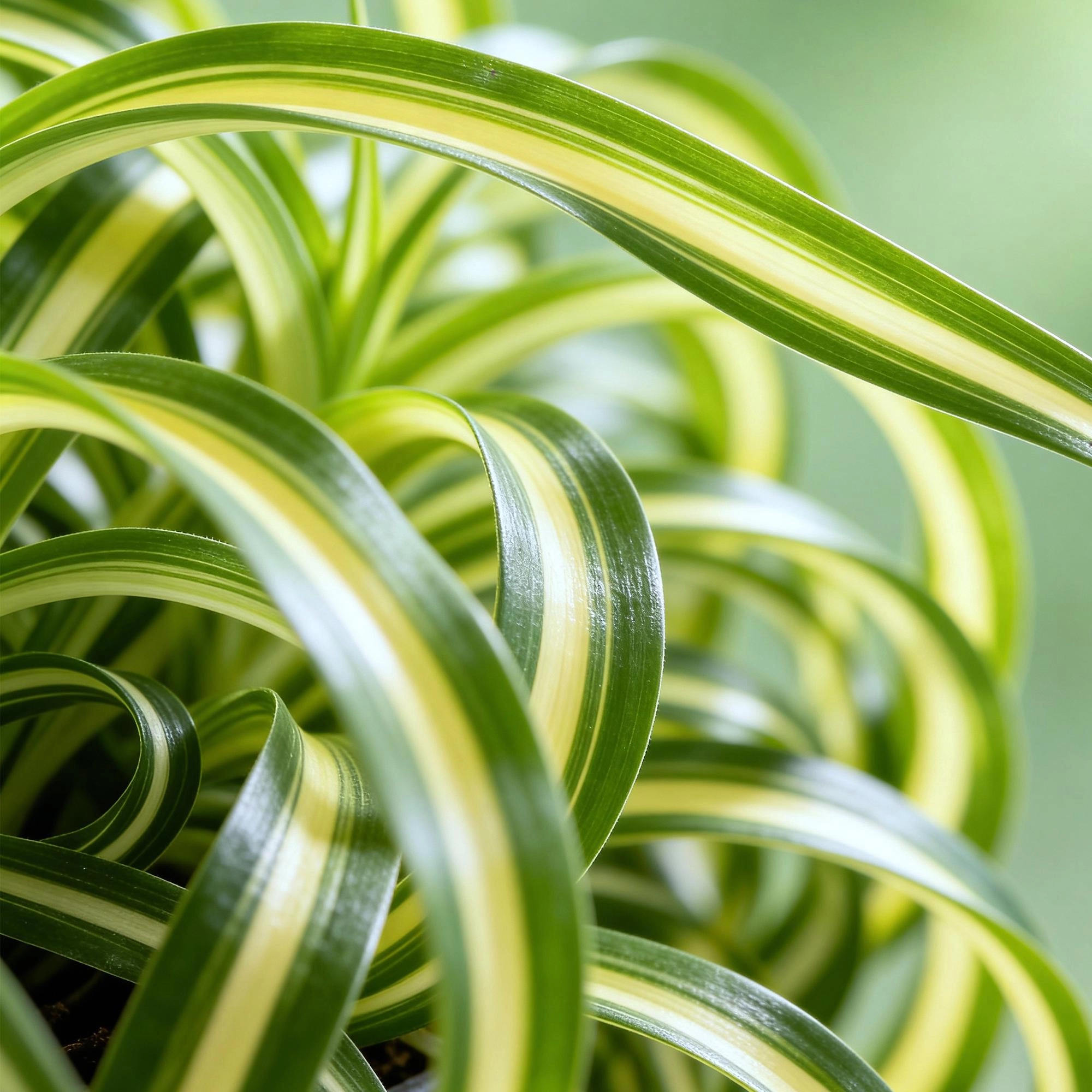 Chlorophytum comosum Bonnie