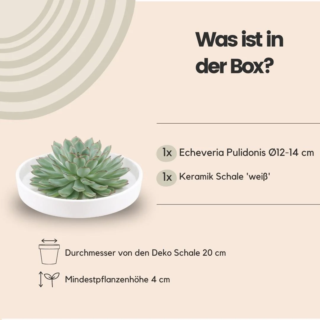 Echeveria Pulidonis in weißer Schale Bild 12