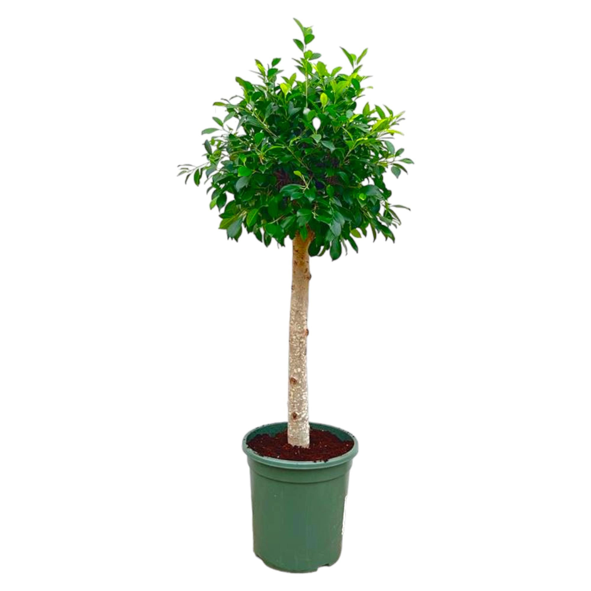 Ficus Nitida auf Stamm