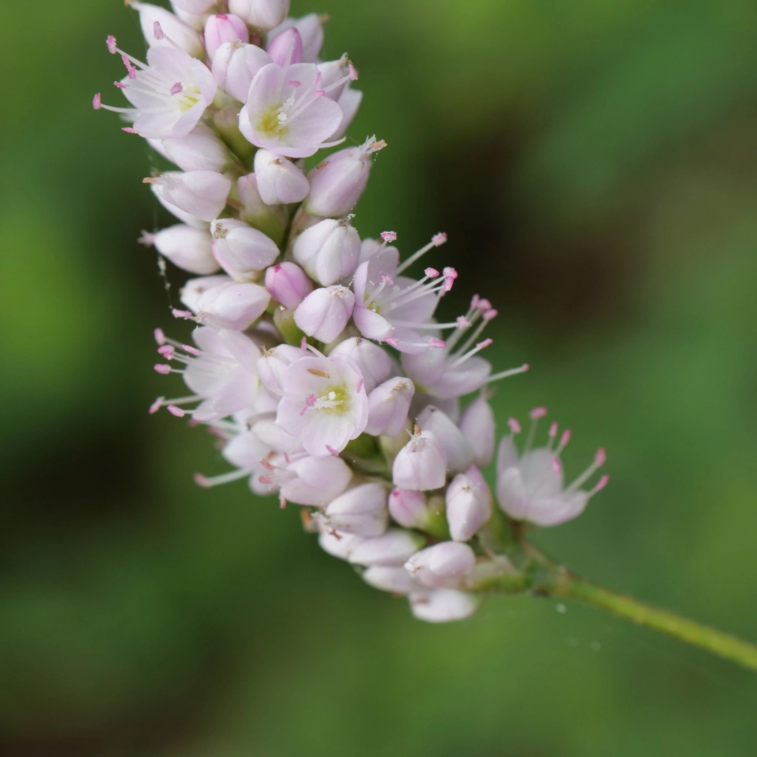 Persicaria bistorta ‘Superba’