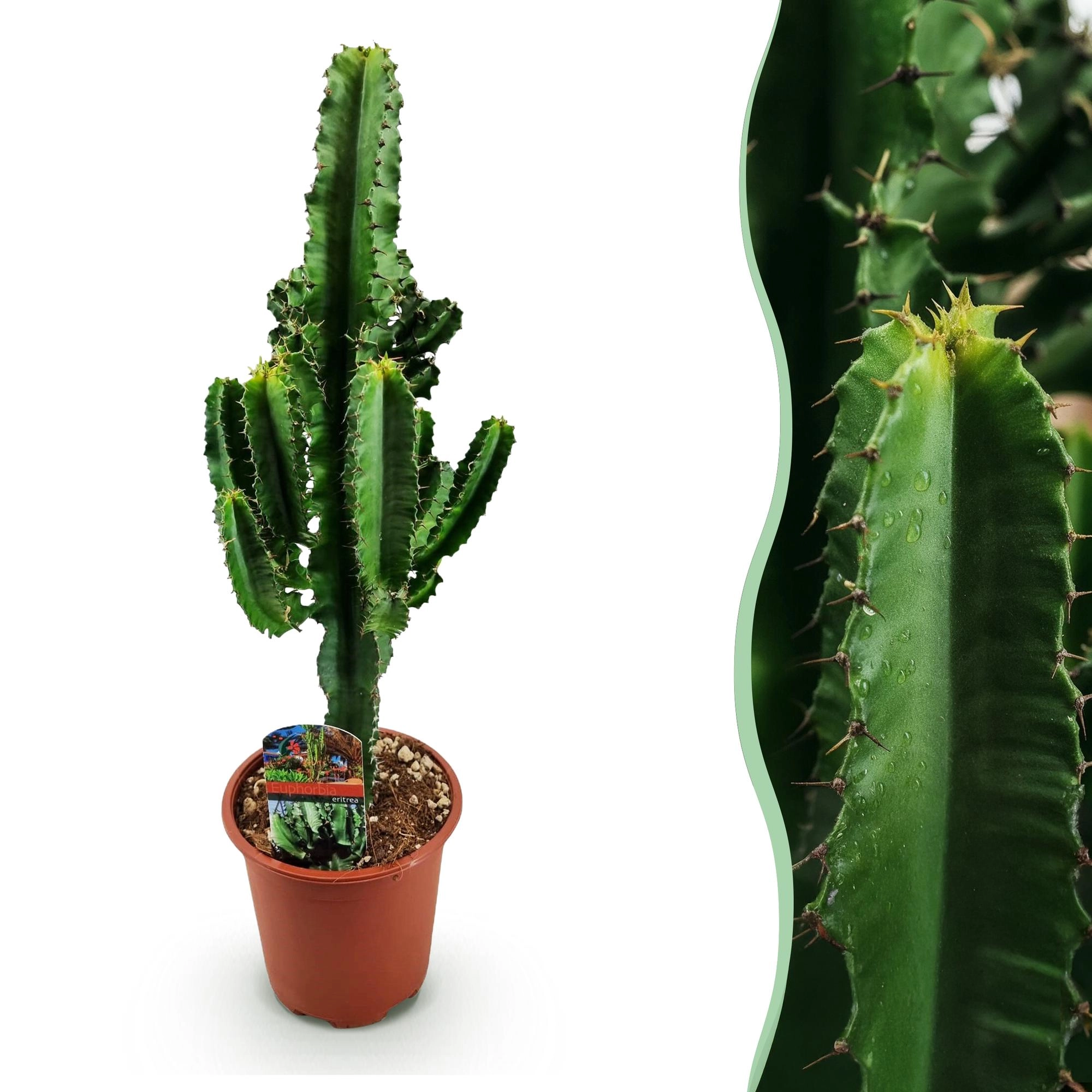Euphorbia Eritrea