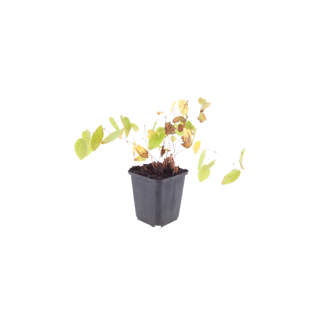 Epimedium × youngianum ‘Niveum’