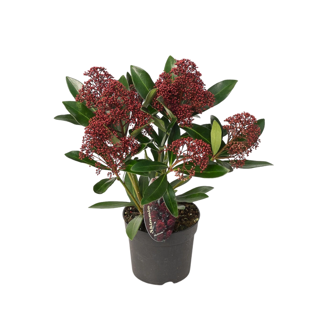 Skimmia 'Rubella' – Immergrüner Zierstrauch