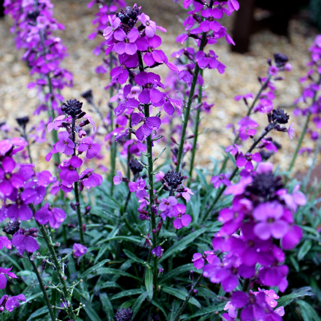 Erysimum ‘Bowles’ Mauve’