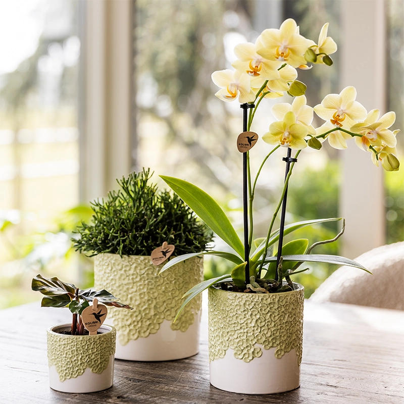 Bloompot in Grün