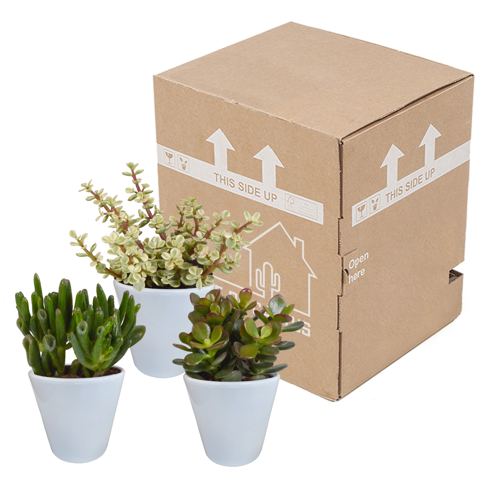 Crassula-Mix 8,5 cm - 3x - in witte pot Bild 9