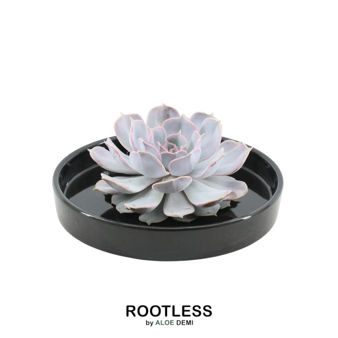 ROOTLESS Echeveria Lilacina – Sukkulente ohne Wurzeln