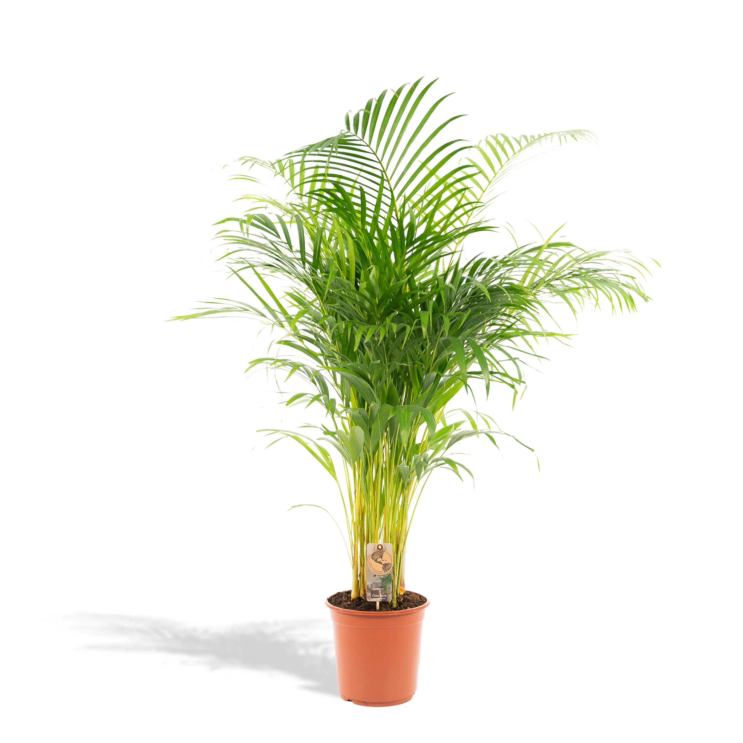 Areca-Palme – Goldfruchtpalme