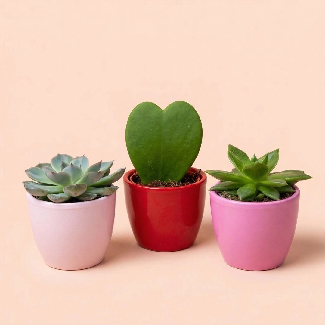 Mini Pflanzen-Set – 3× Hoya Herzblatt in Deko-Töpfen