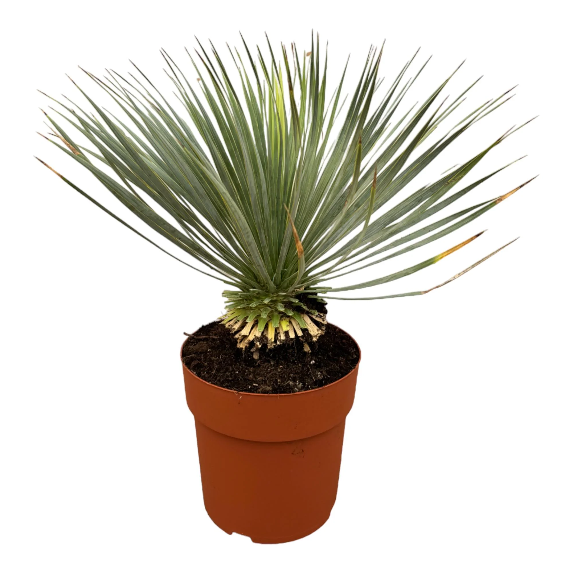 Yucca Rostrata – Pflegeleichte Zimmerpflanze