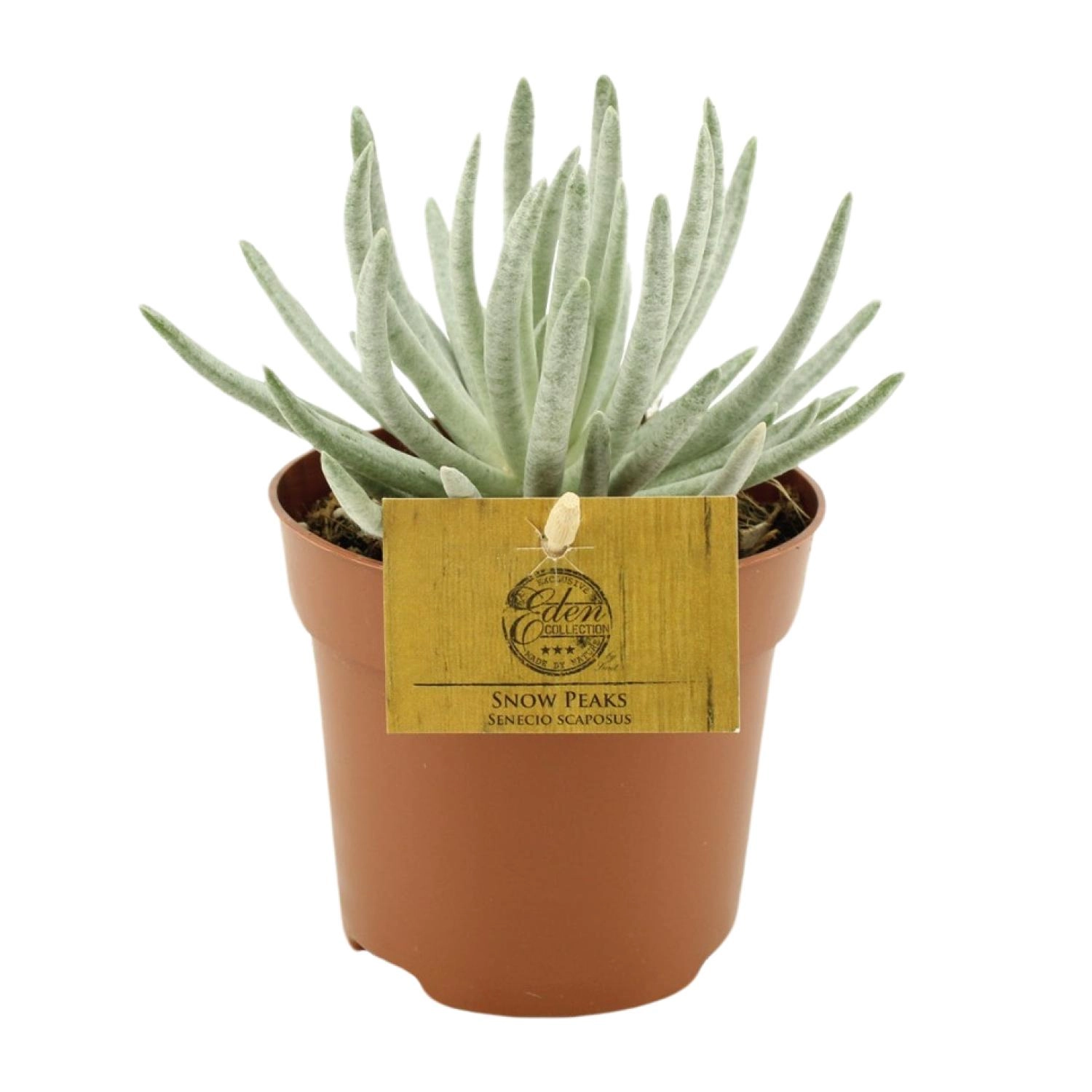 Cineraria – Bunte Blühpflanze für jeden Raum