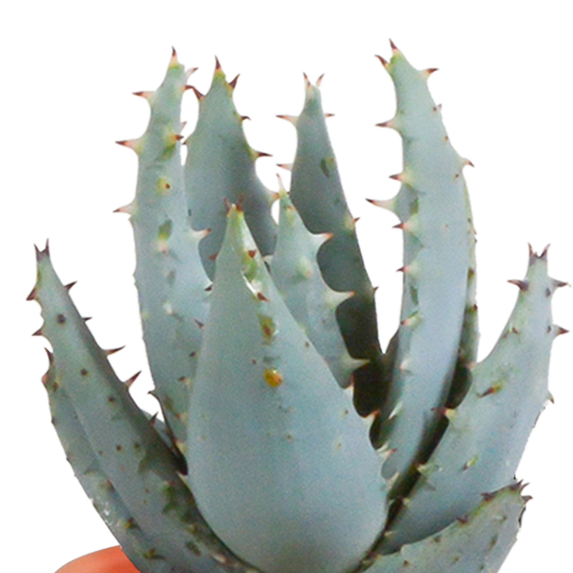 Cactus en vetplanten Mischung 5,5 cm 15 stück - in Mexicaanse pot Bild 10