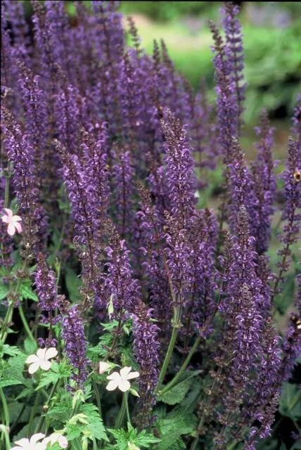 Salvia nemorosa 'Mainacht'
