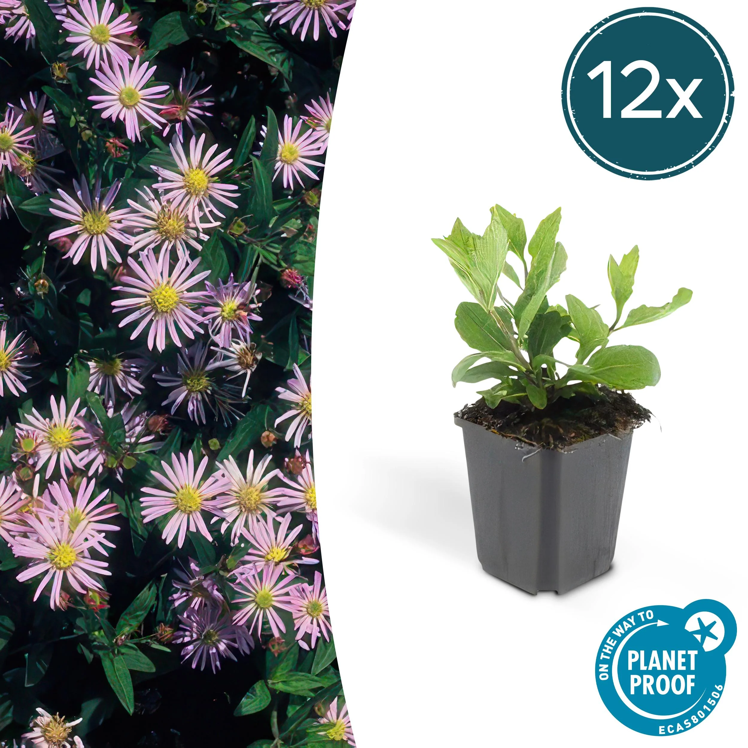 12x Aster ageratoides Asran - ↕10-25cm - Ø9cm Bild 1