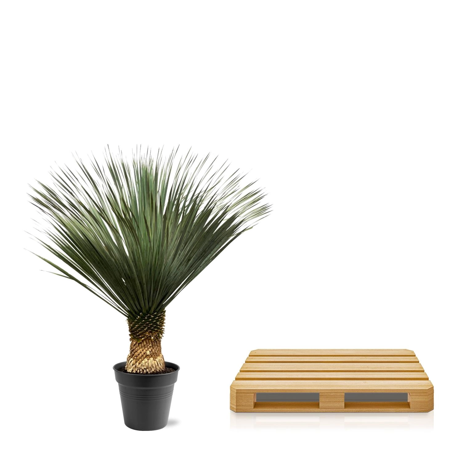 Yucca Rostrata - 130 - 150 cm - Ø50 Bild 4