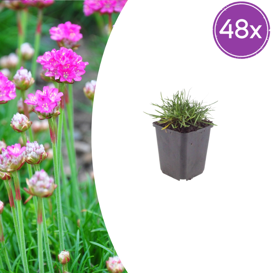 Armeria maritima ‘Splendens’