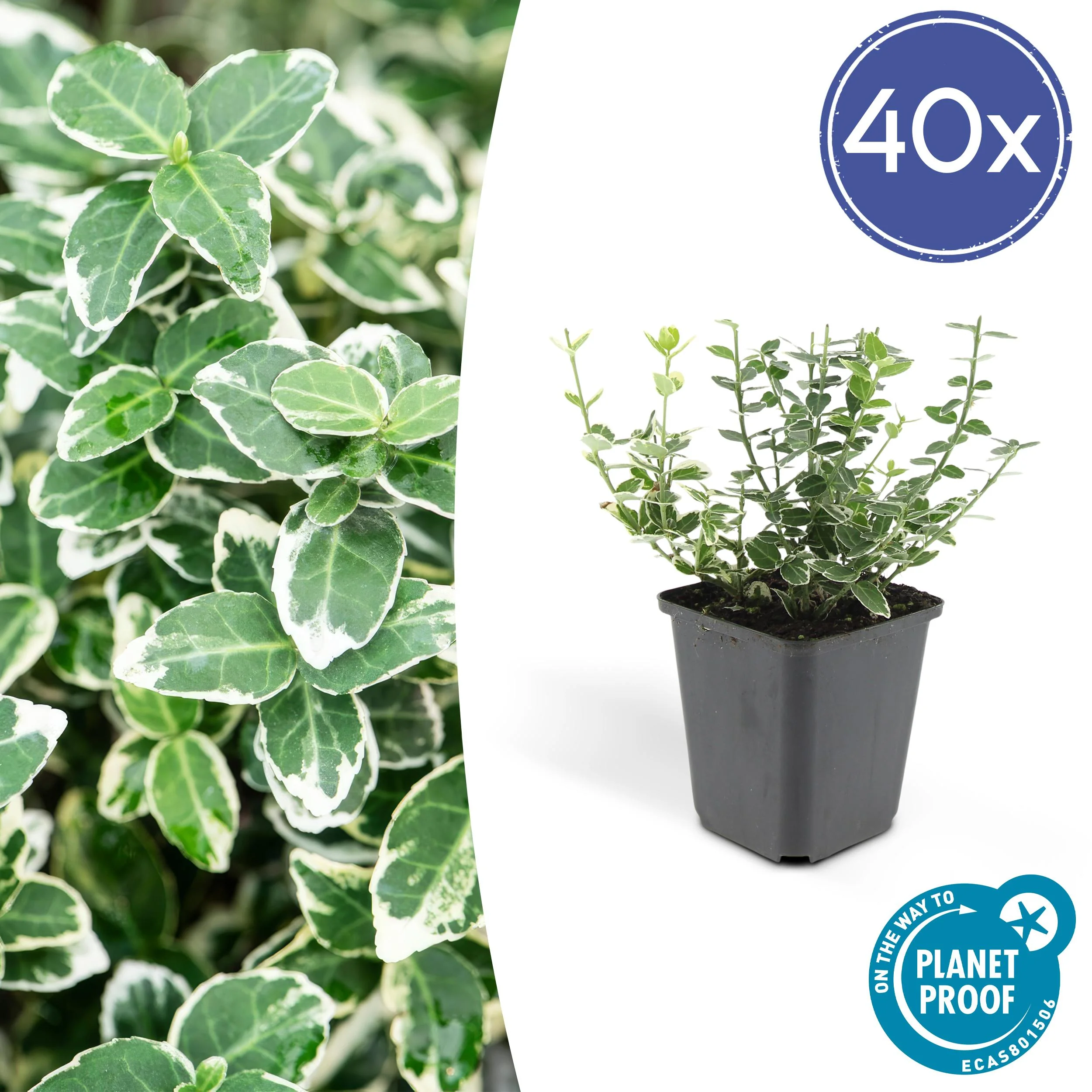 48x Euonymus fort. Emerald Gaiety - ↕10-25cm - Ø9cm Bild 1
