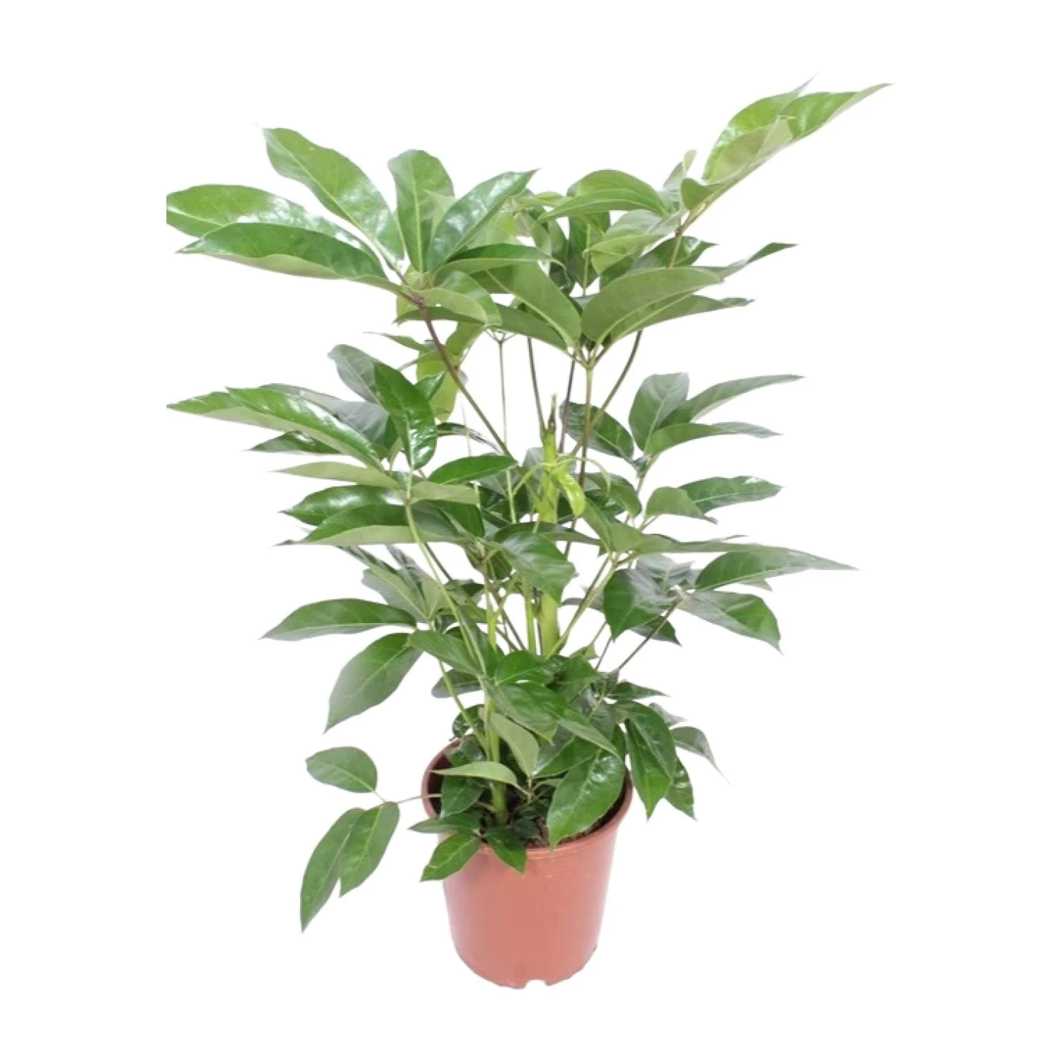 Schefflera Actinophylla 'Amate' – Schirmbaum