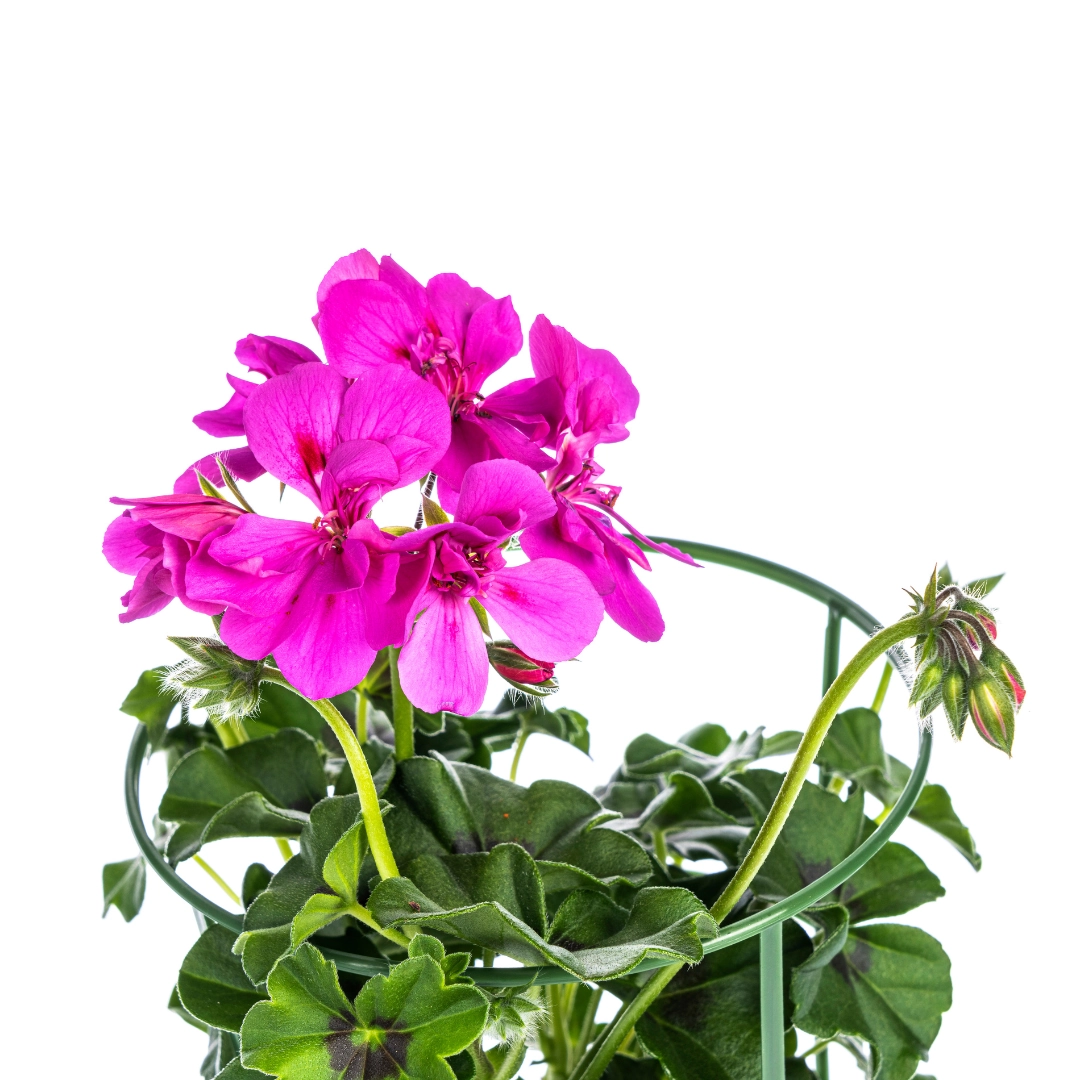 Pelargonium peltatum 'Violet' – 8 Pflanzen