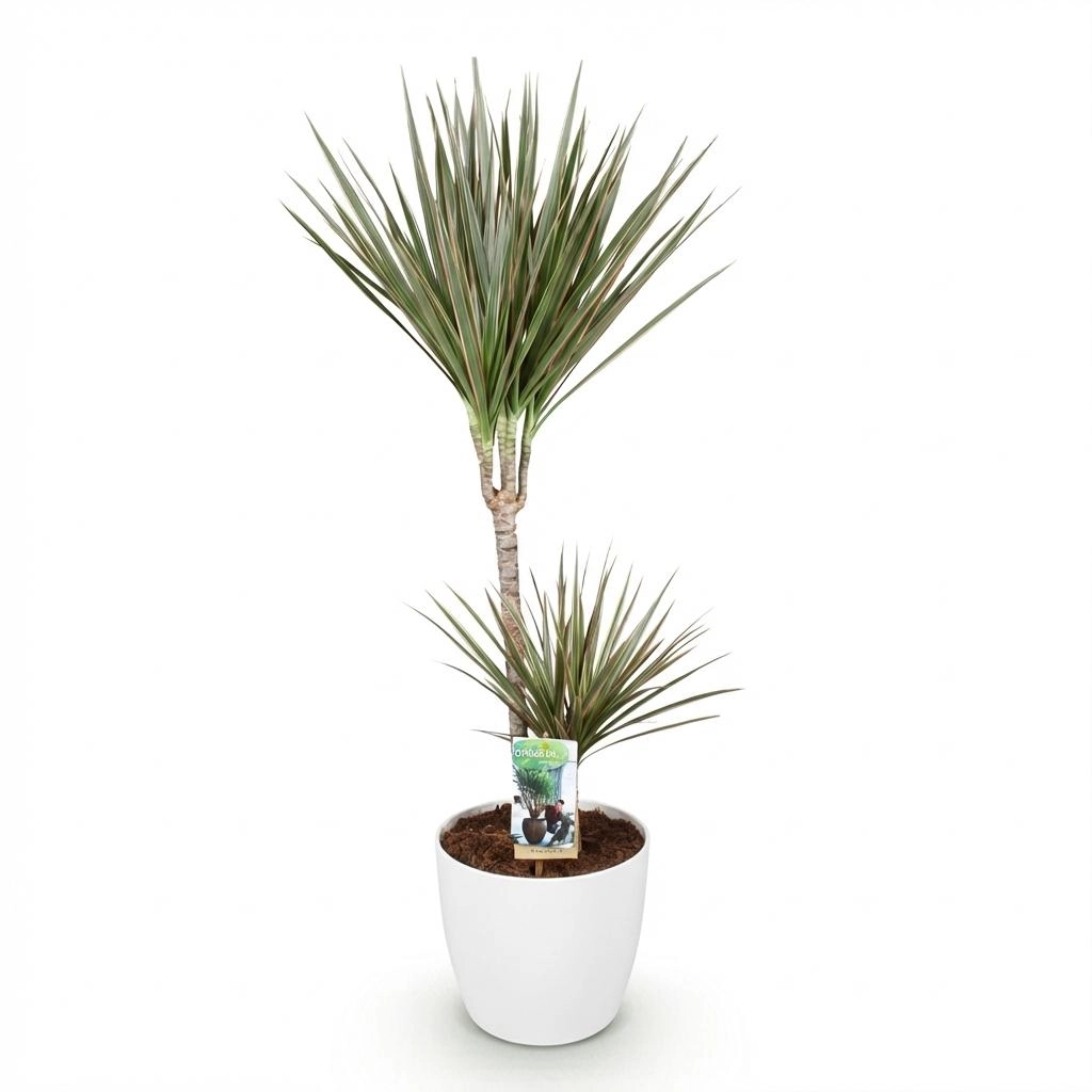 Dracaena Marginata Bicolor
