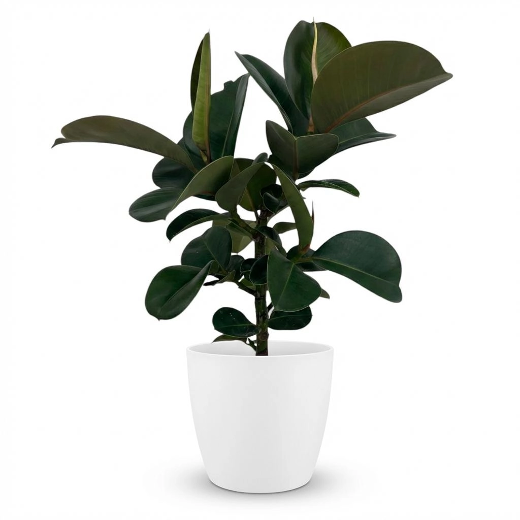 Ficus Elastica Cloe - Gummibaum mit Ziertopf
