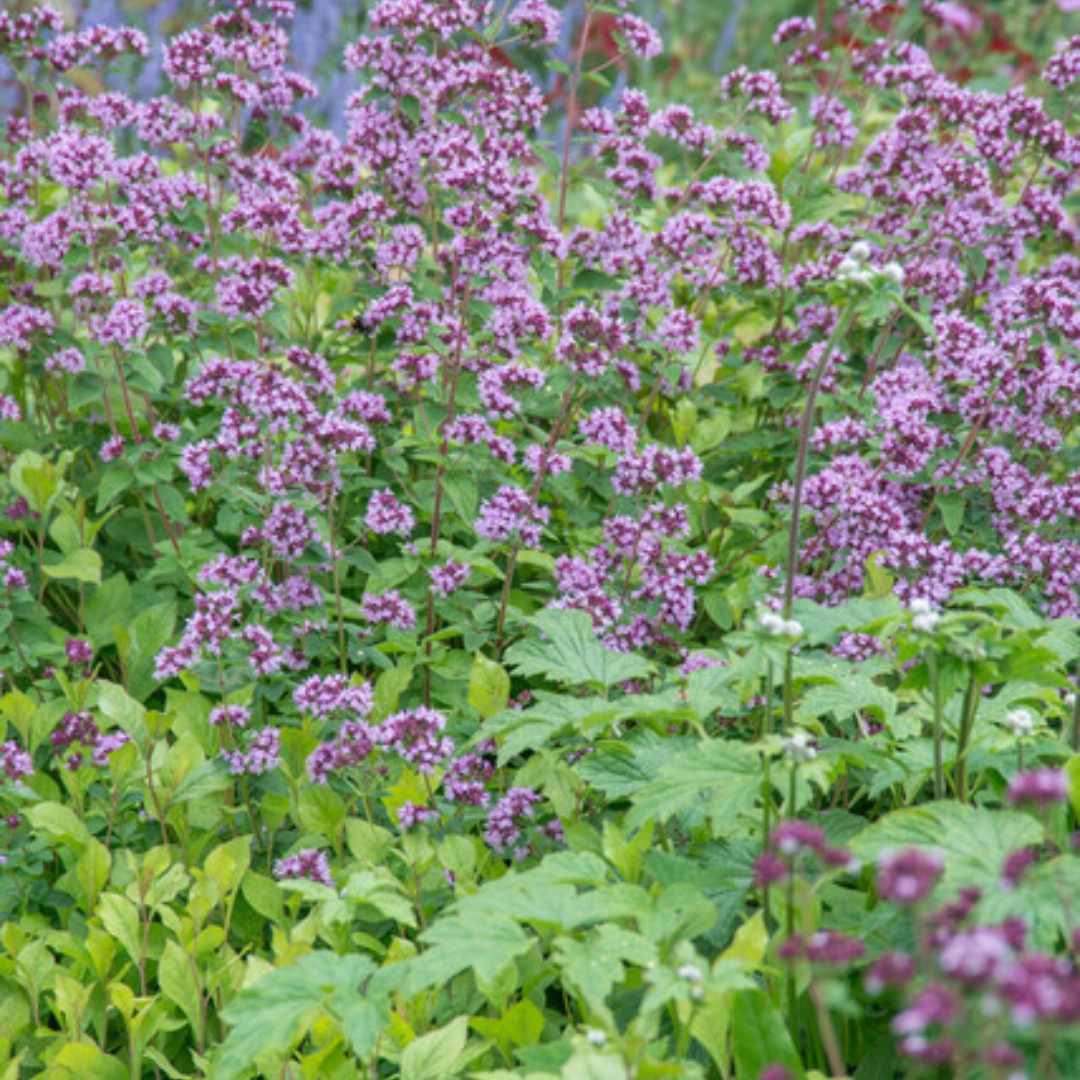 Origanum laevigatum ‘Herrenhausen’
