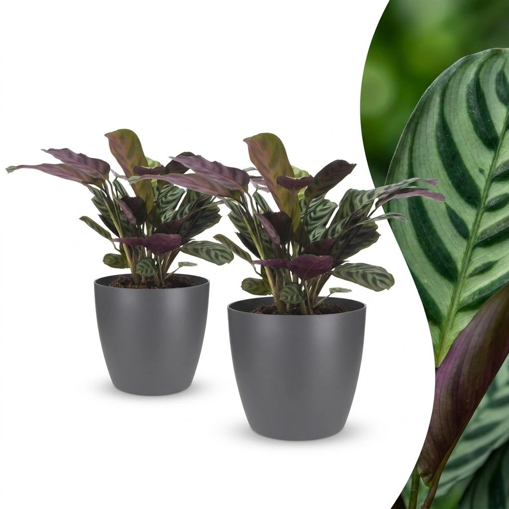 Green boutiQ - Ctenanthe Burle Marxii - Fischgräten-Gebetspflanze - 2 Pflanzen - mit Potter Grijs - Topf 12cm - Höhe - 30cm Bild 1