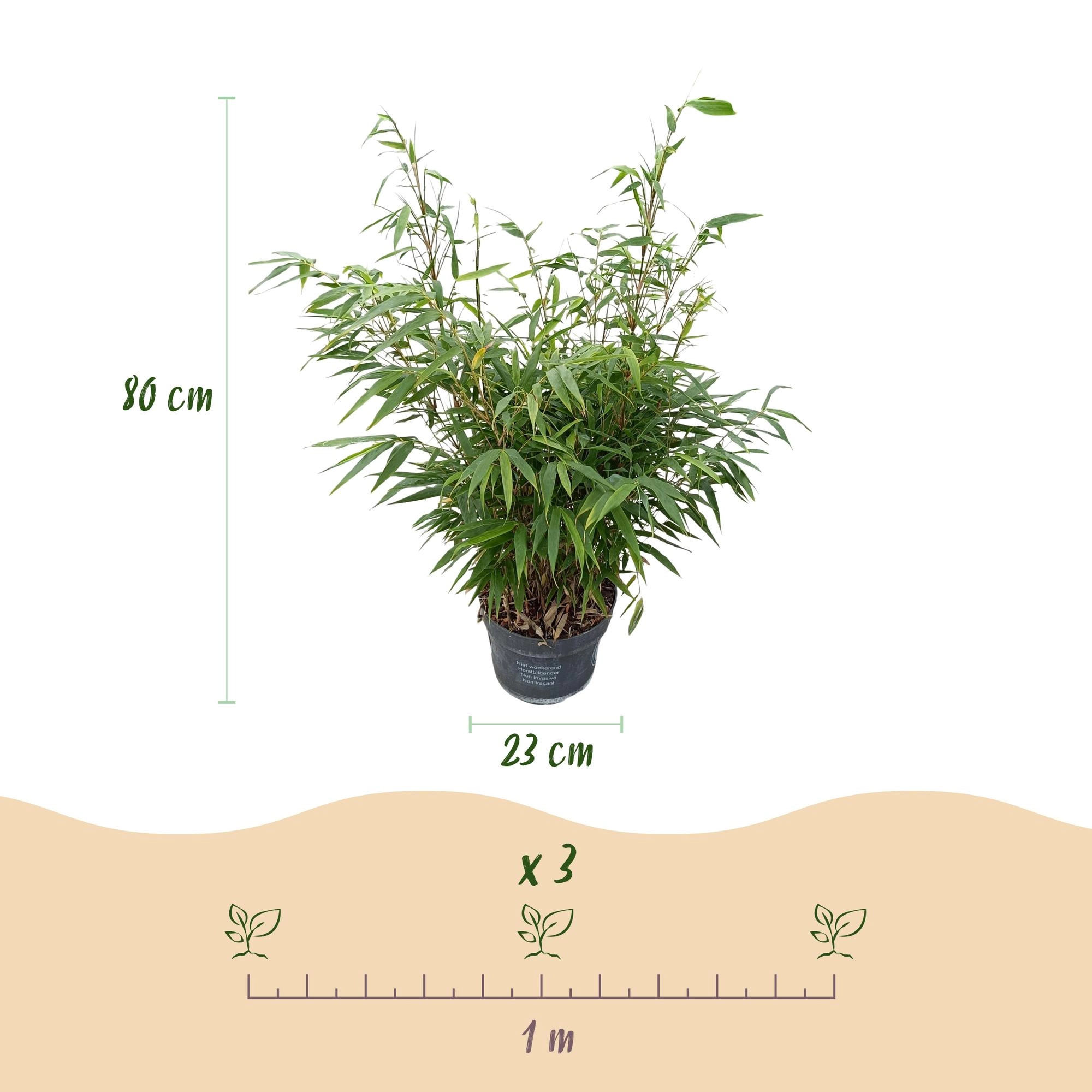 Fargesia Robust Pingwu