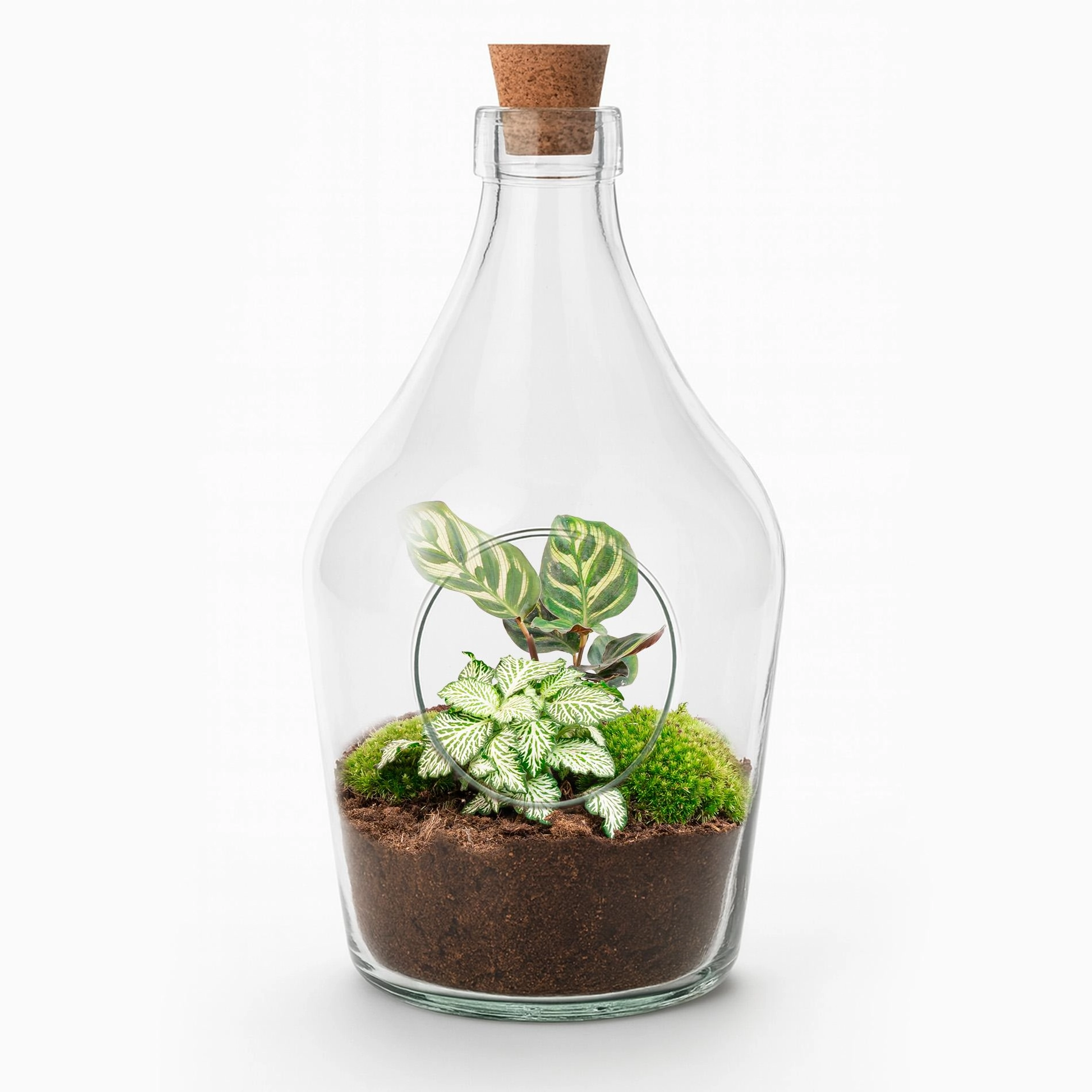 Open Terrarium John mit Bonsai und Fittonia
