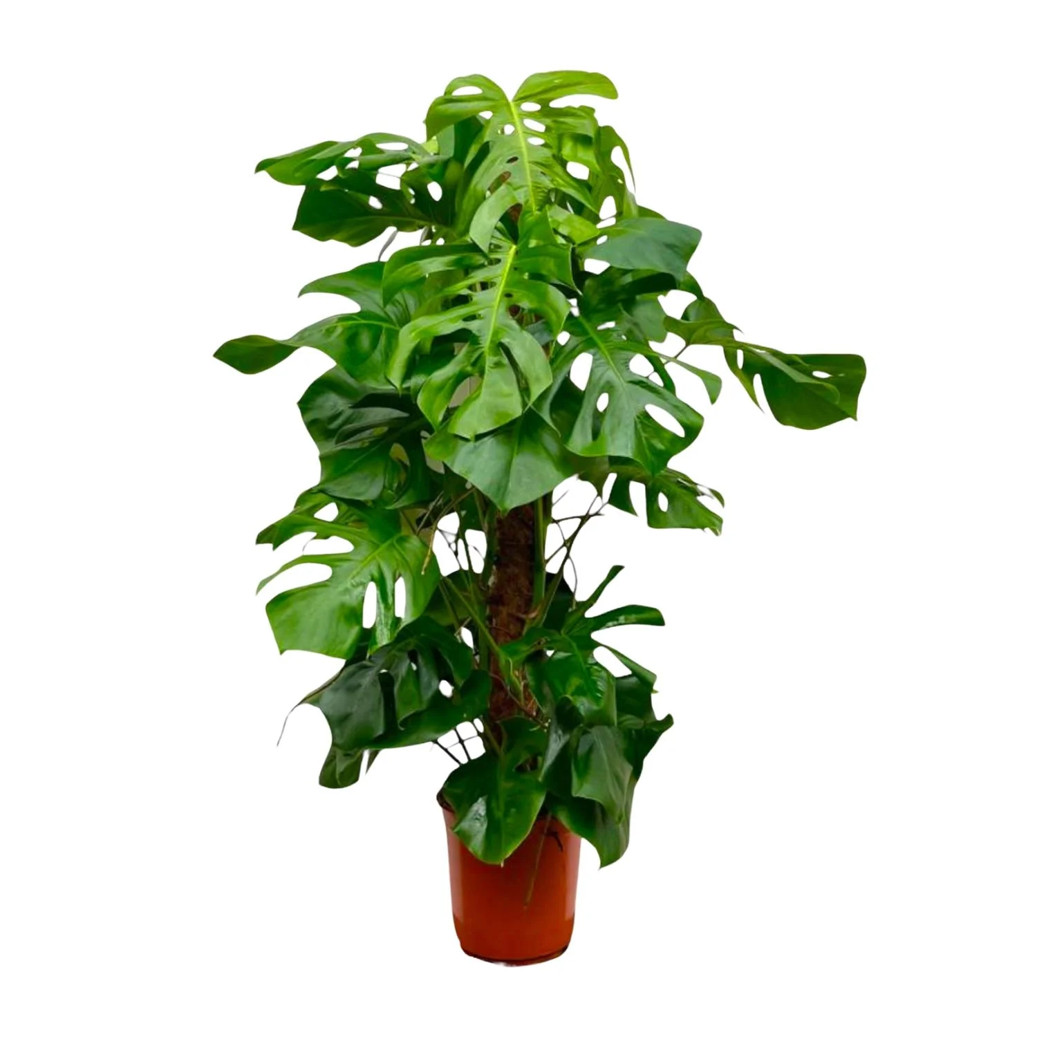 Monstera Deliciosa – Die perfekte Zimmerpflanze